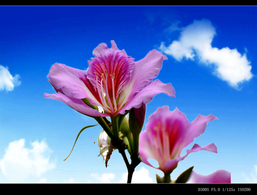 【香港特区区花--紫荆花摄影图片】生态摄影