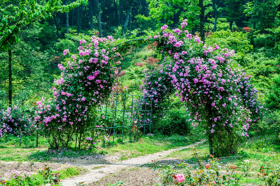 情侣之园—中山植物园蔷薇园