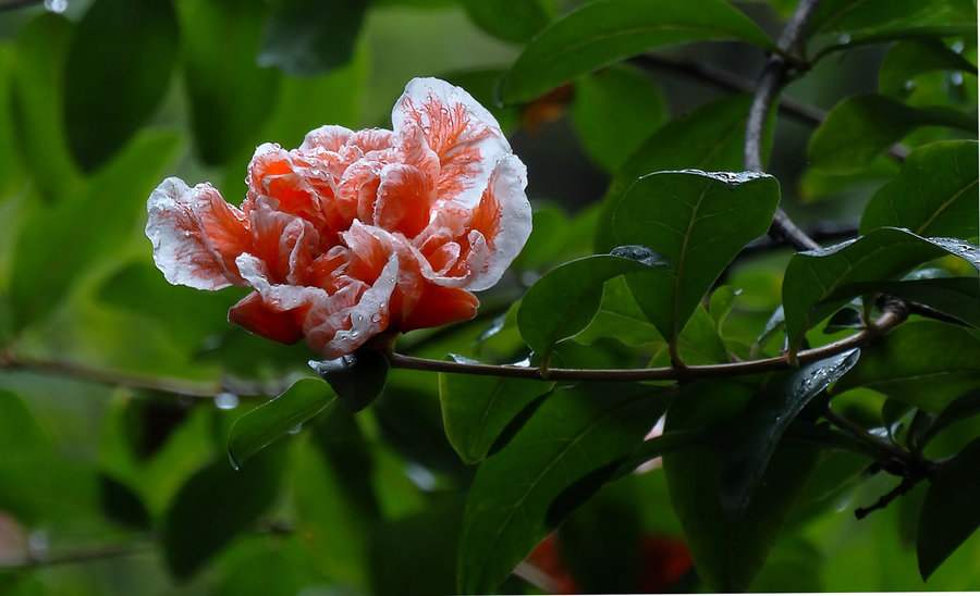 石榴花