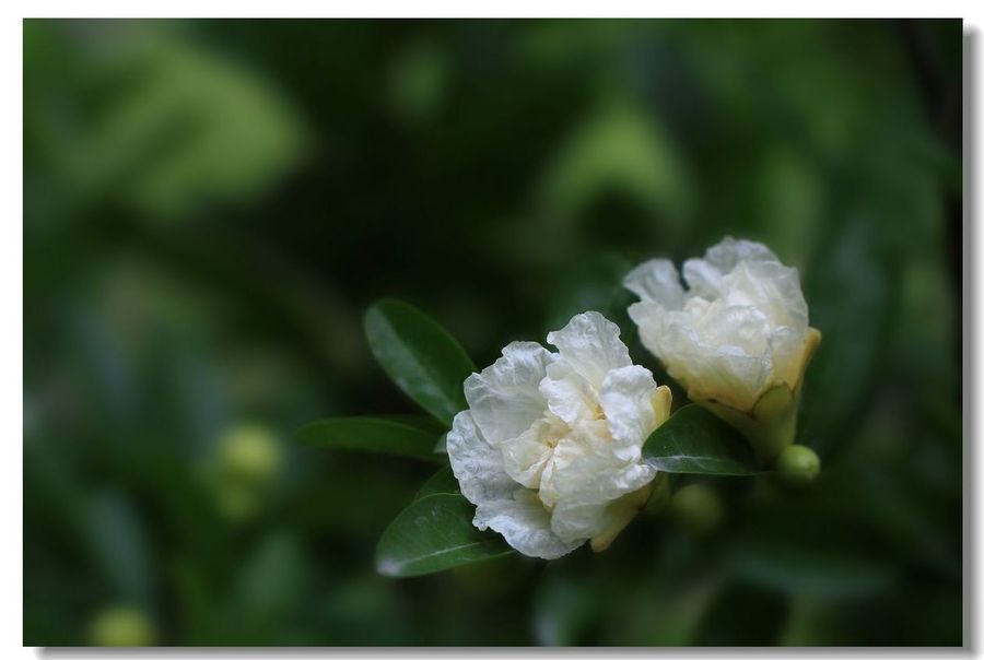 一袭艳丽雪白裹百度素披无焰灼白石榴花