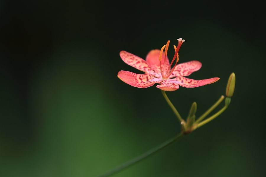 微距花草