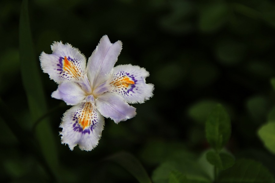 风采"三色花"