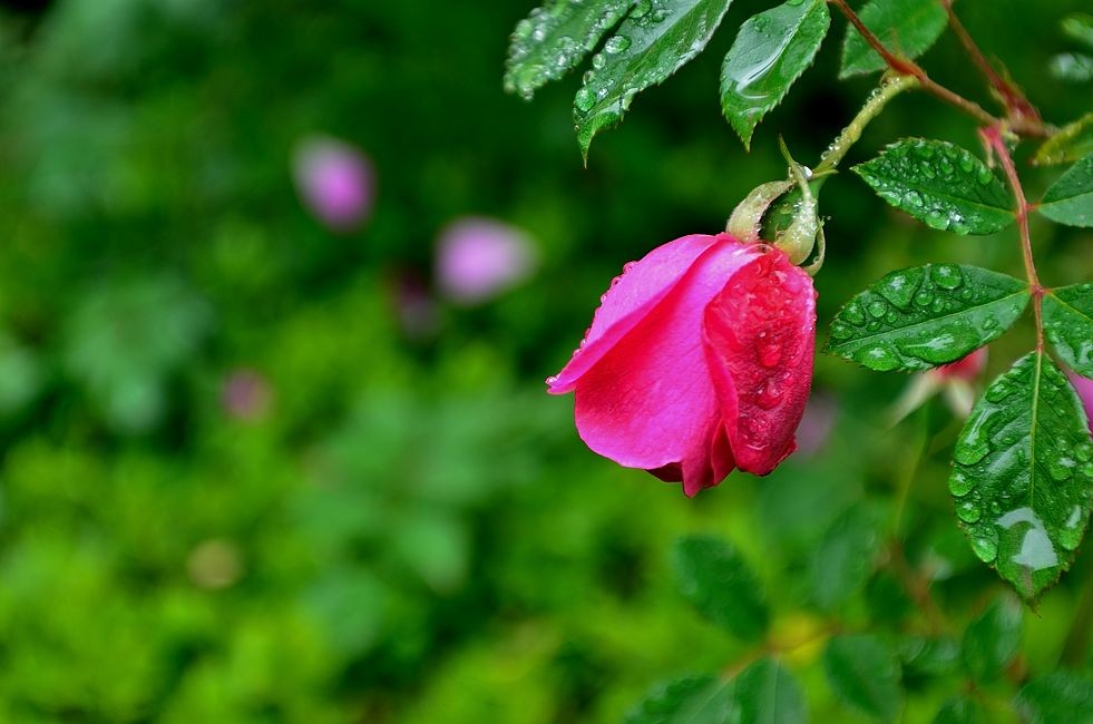 雨后清新小蔷薇