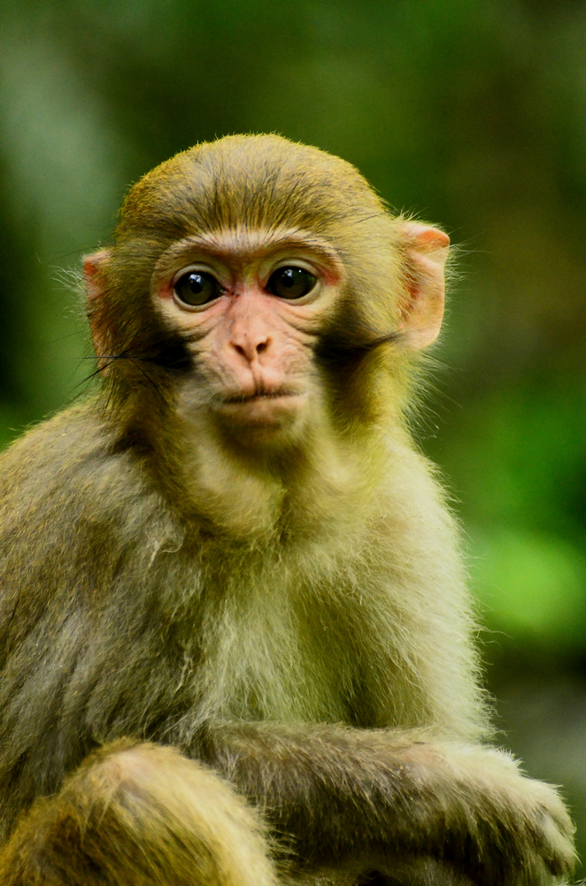 【憨态的猴子摄影图片】生态摄影