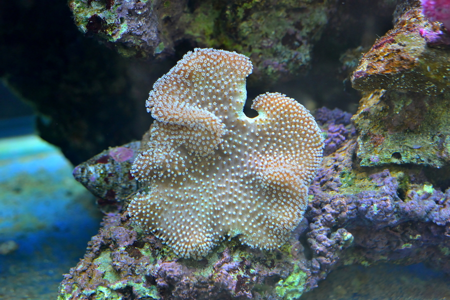【活在水族箱的珊瑚虫摄影图片】生态摄影