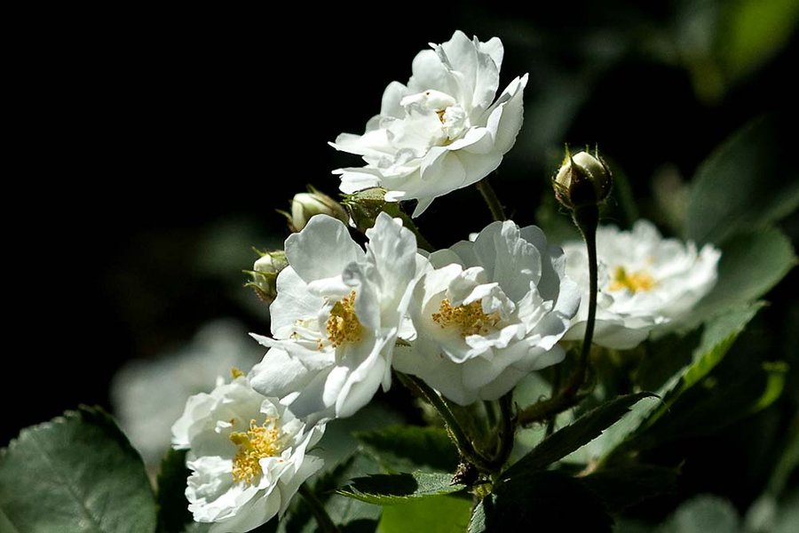 【阳光下的白色蔷薇花摄影图片】生态摄影