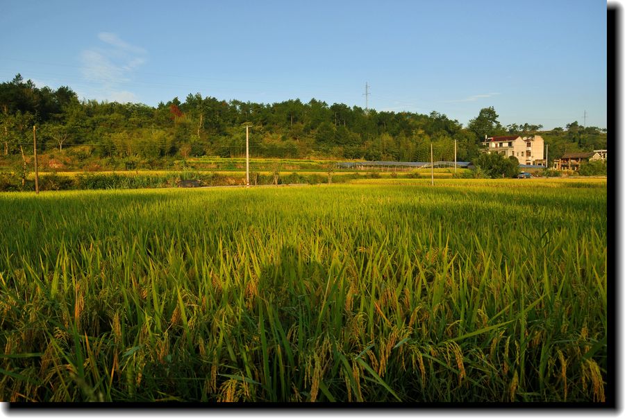 农村------老家田园风光 (共p)