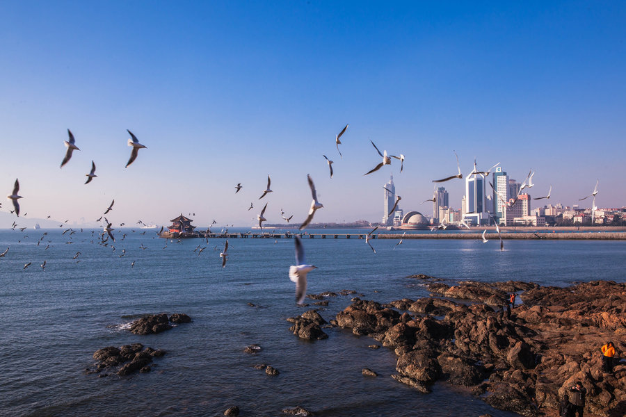 青岛湾,栈桥,海鸥