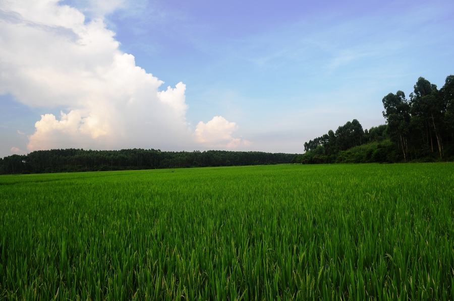 雨后的田野