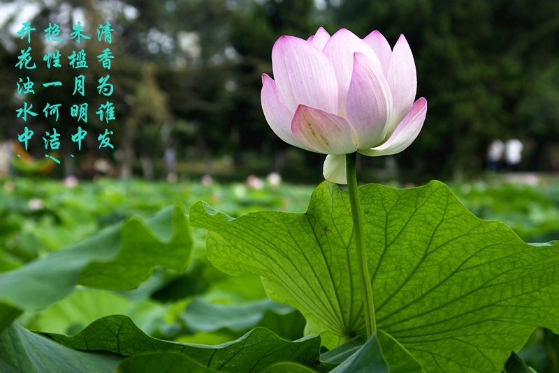 【荷花摄影图片】生态摄影_太平洋电脑网摄影部落