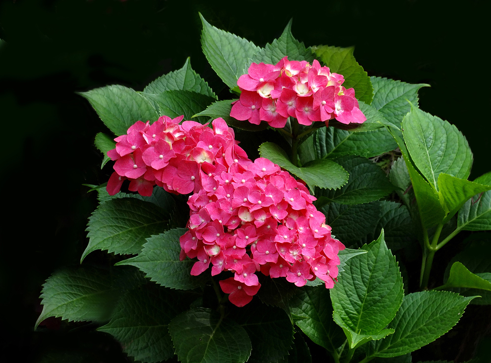 绣球花 [又名 八仙花]