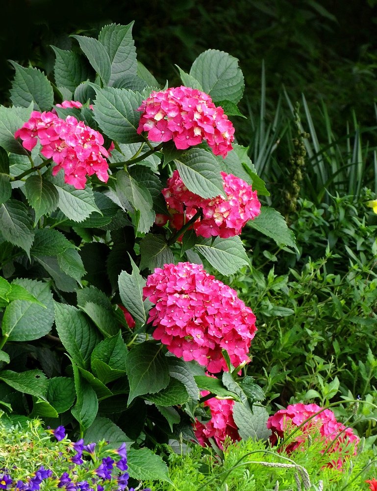 【绣球花[又名 八仙花]摄影图片】生态摄影_太平洋电脑网摄影部落