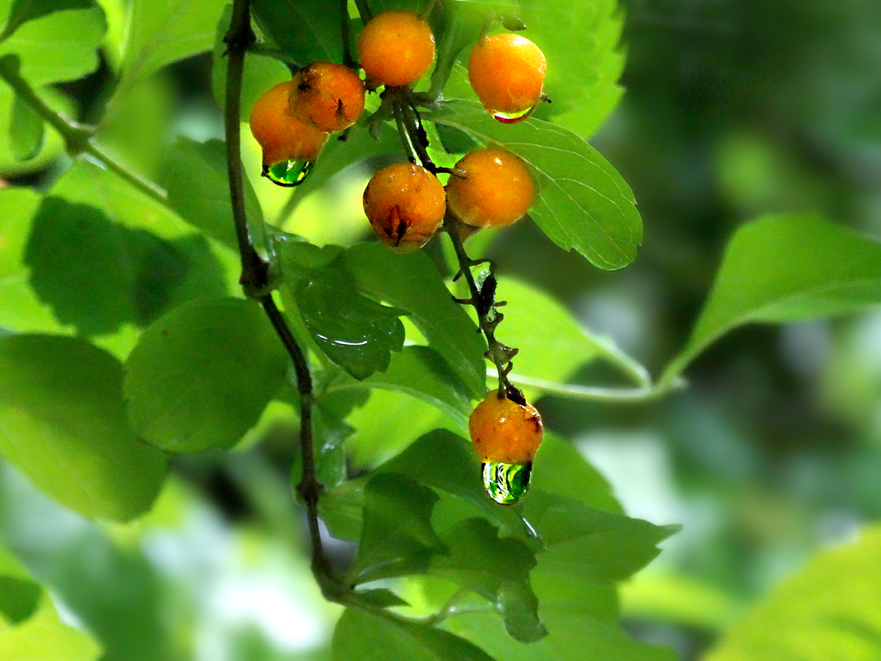 黄荆果