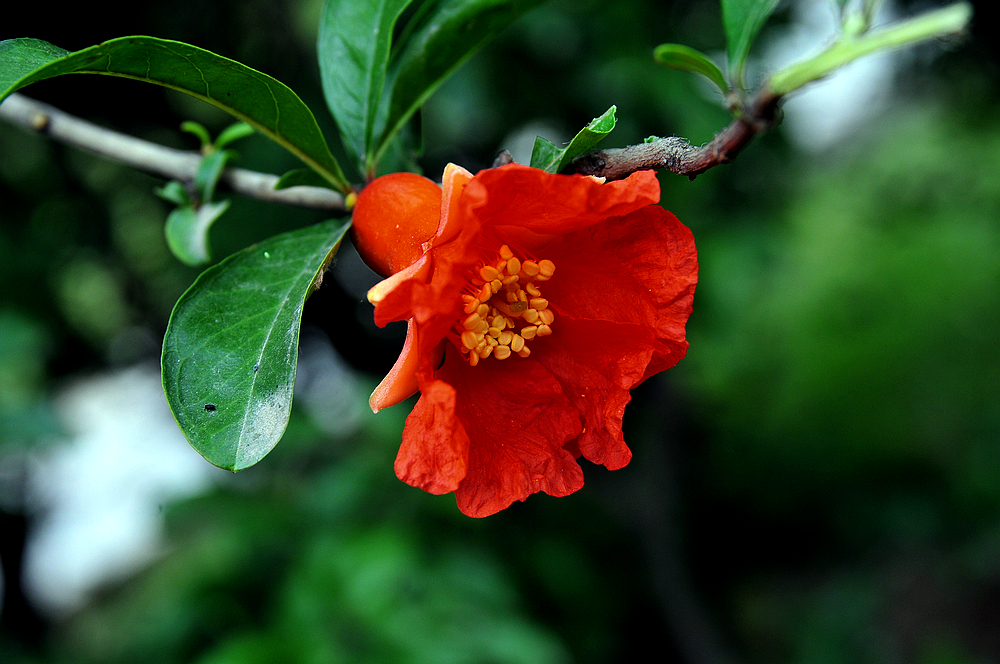 石榴花