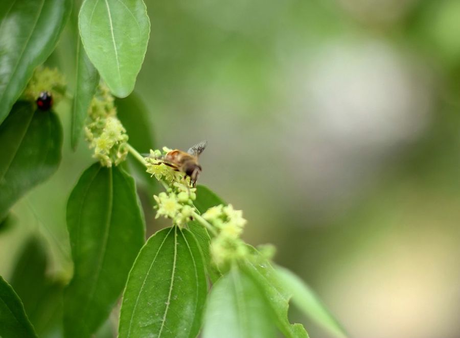 【小花系列之枣花蜜摄影图片】生态摄影