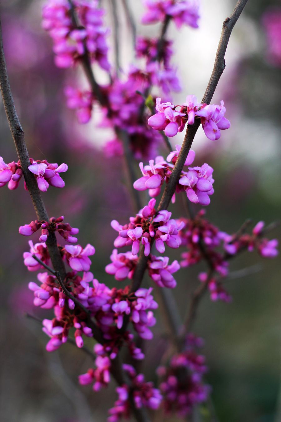 【将近期拍的一些花草风景发上来,请老师们批