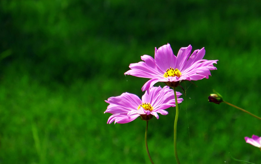 格桑花.