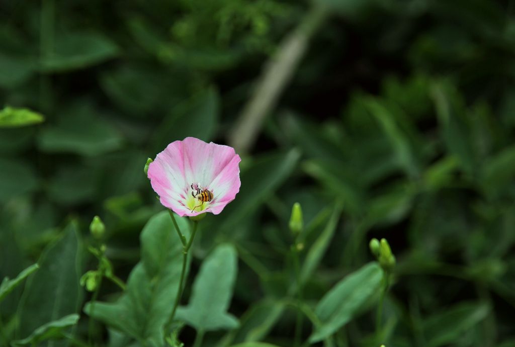 路边小花