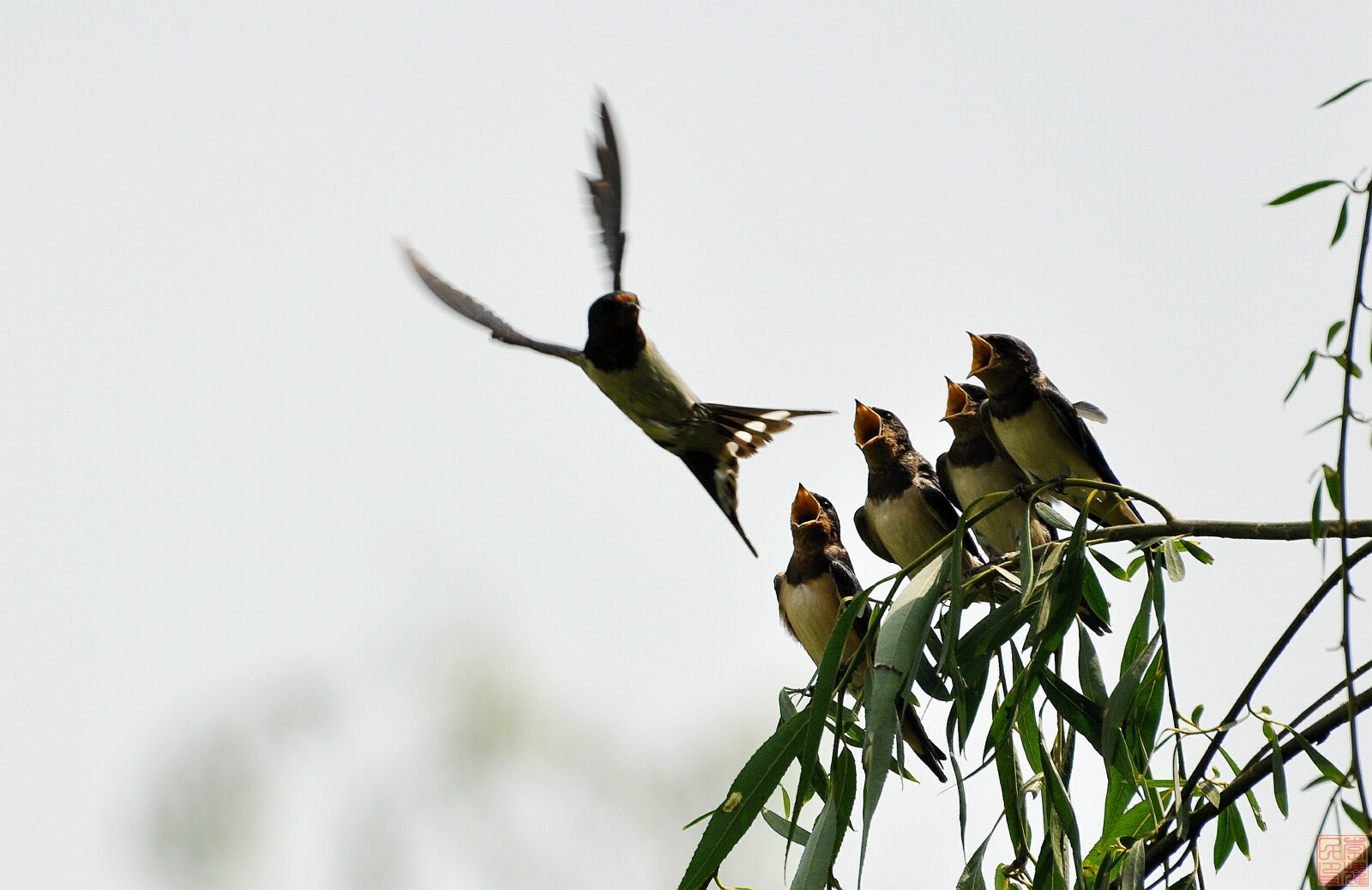 燕子喂食