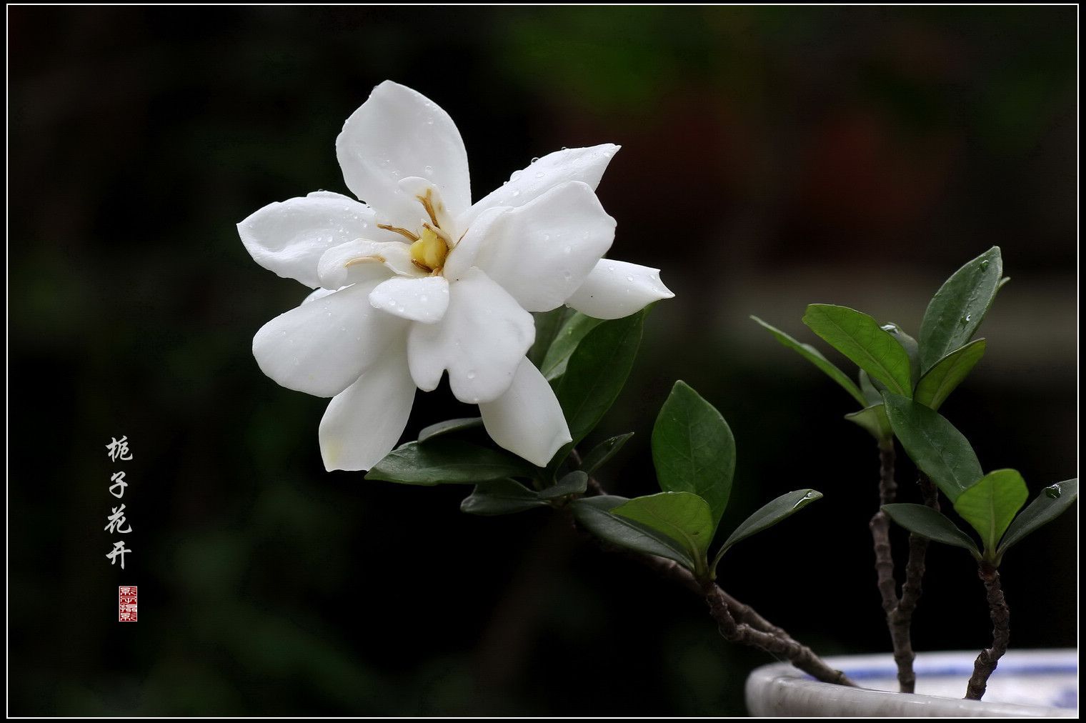 又到栀子花开时
