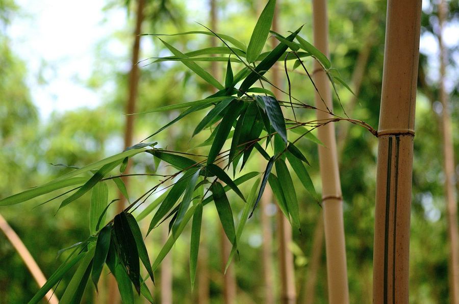 【安吉的竹子摄影图片】生态摄影_太平洋电脑网摄影
