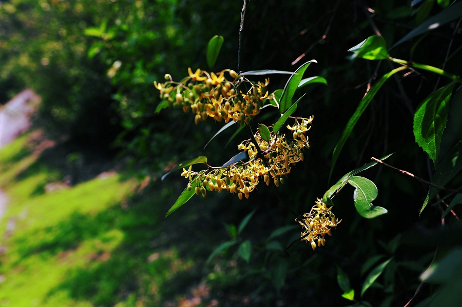 踩山归来花非花