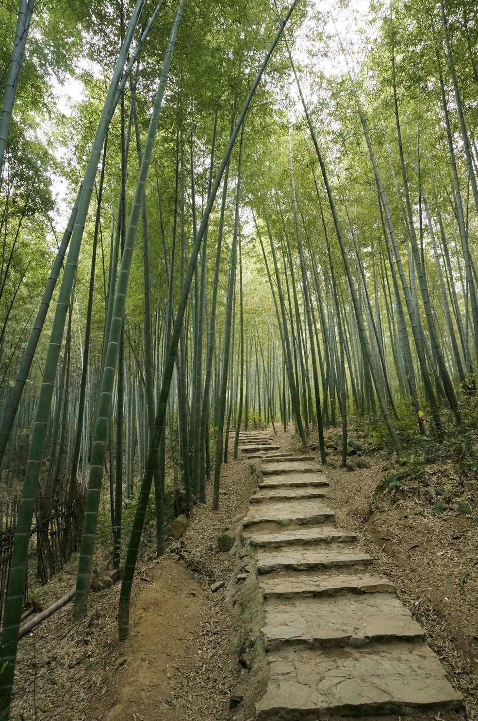 石塘竹海_南京摄友会论坛_太平洋电脑网产品论坛