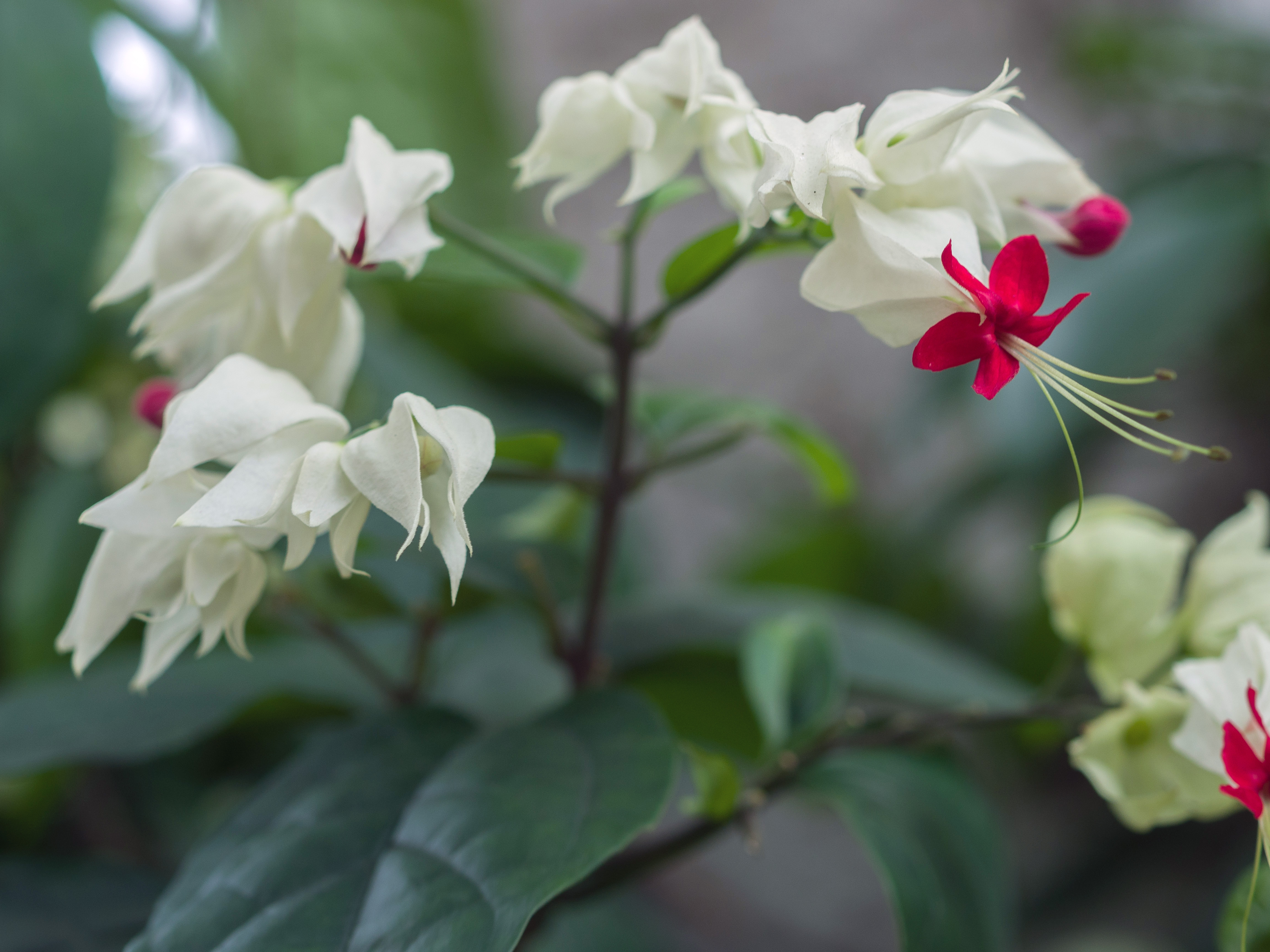 【龙吐珠与龙船花】