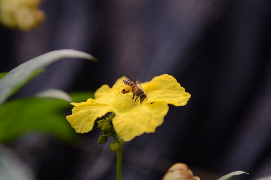 【蜜蜂采集花粉摄影图片】生态摄影