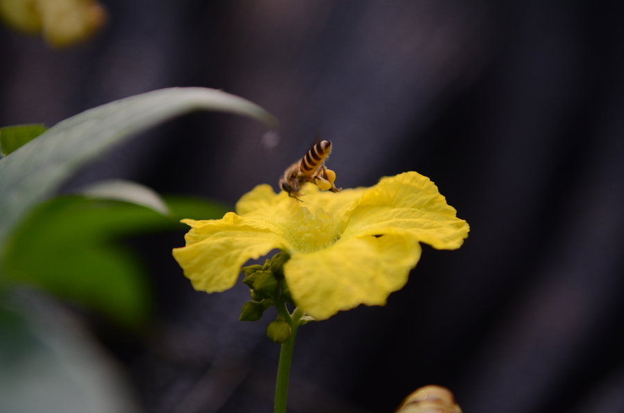 【蜜蜂采集花粉摄影图片】生态摄影