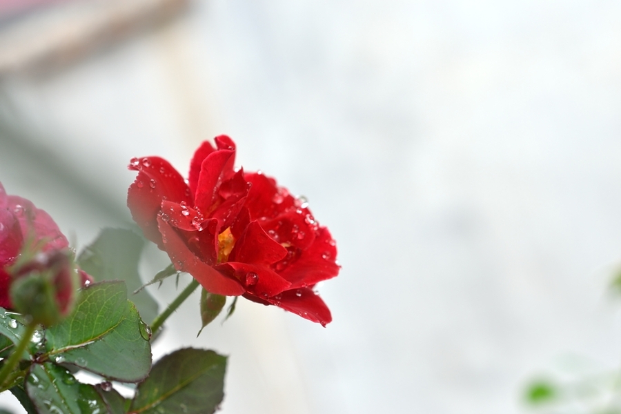 【国产定焦拍雨中花摄影图片】风光旅游摄影