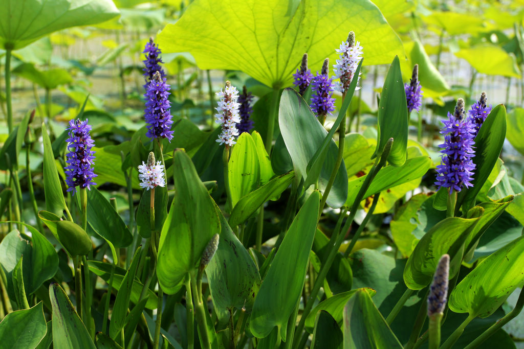 山东海阳夏日水上植物园风光