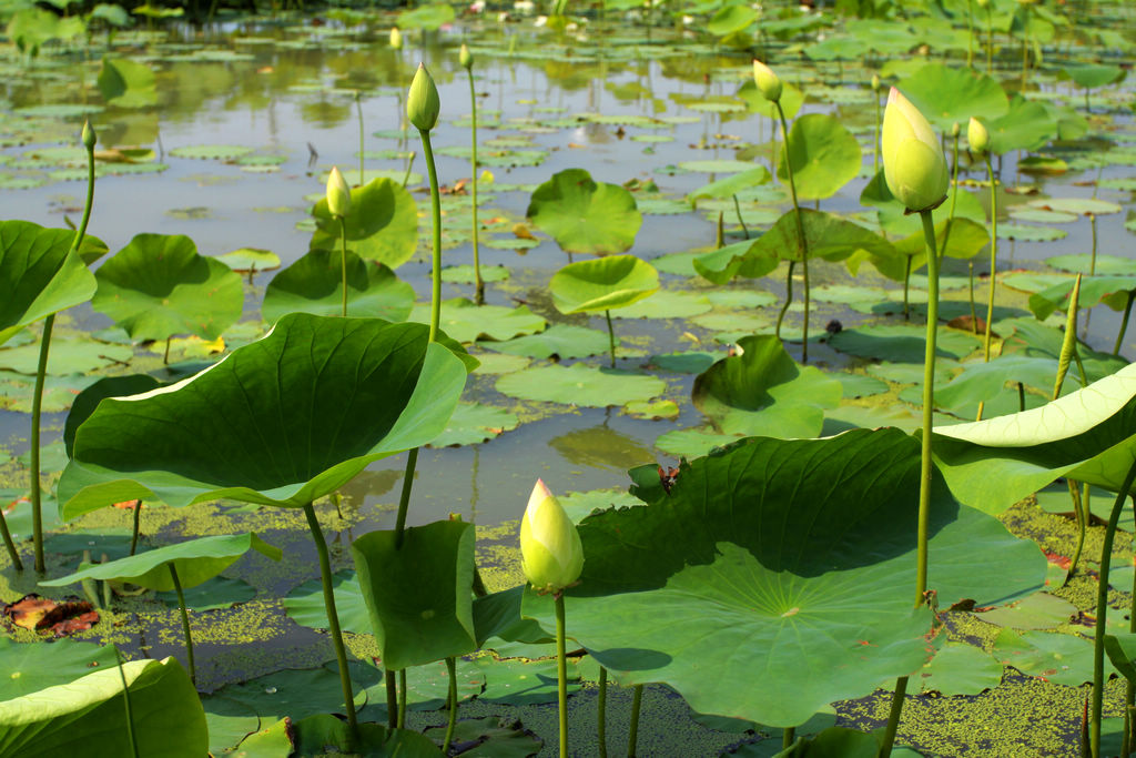 山东海阳夏日水上植物园风光