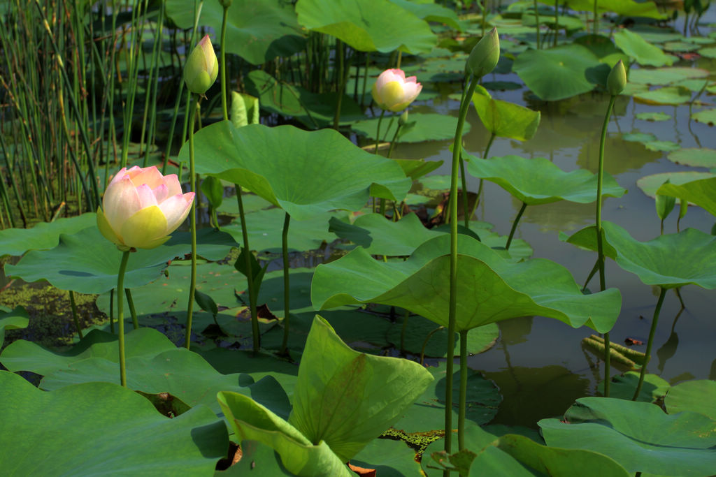 山东海阳夏日水上植物园风光