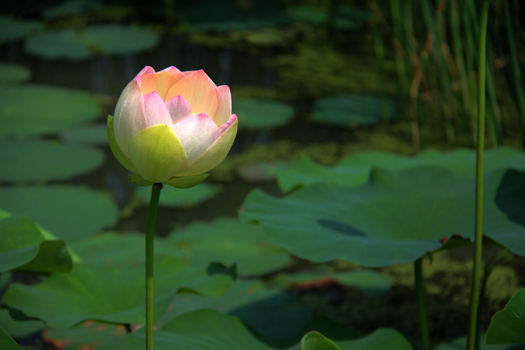 山东海阳夏日水上植物园风光