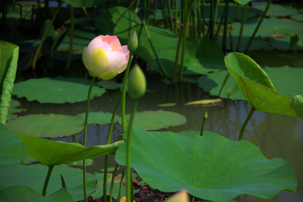山东海阳夏日水上植物园风光