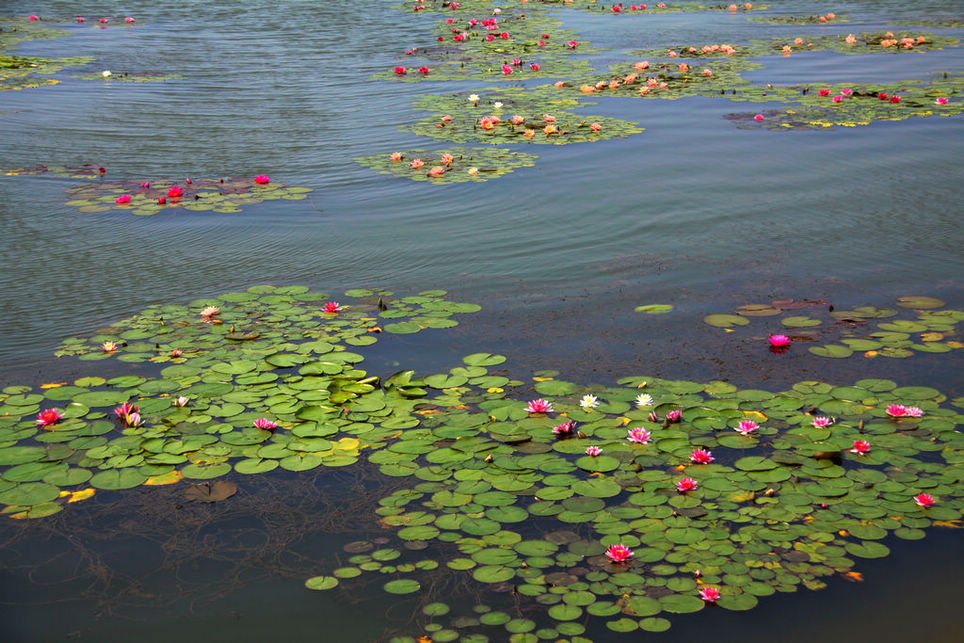 山东海阳夏日水上植物园风光