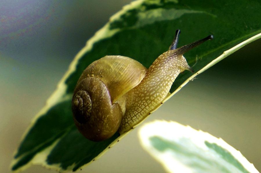 【多姿多态的蜗牛1摄影图片】生态摄影