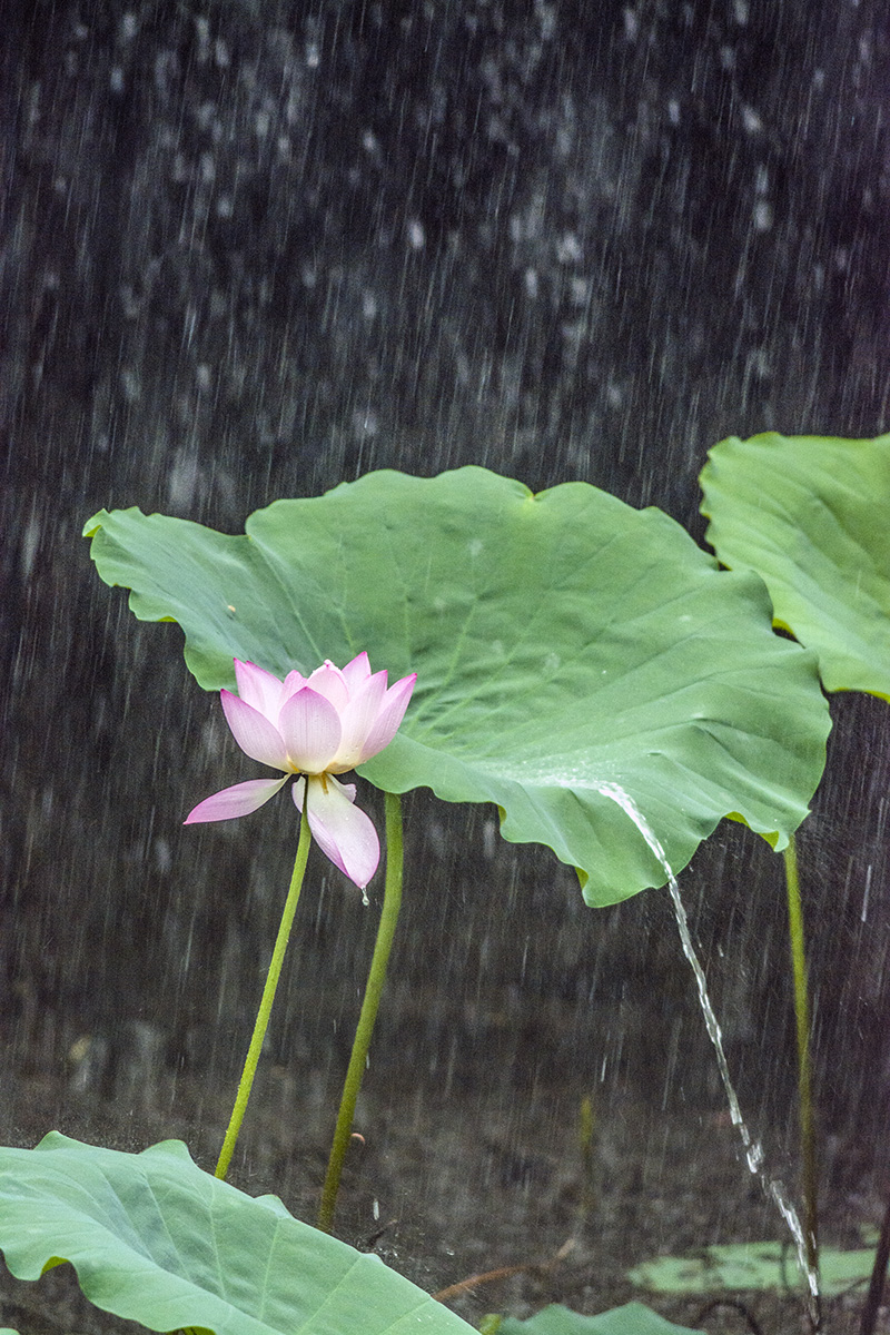 雨荷