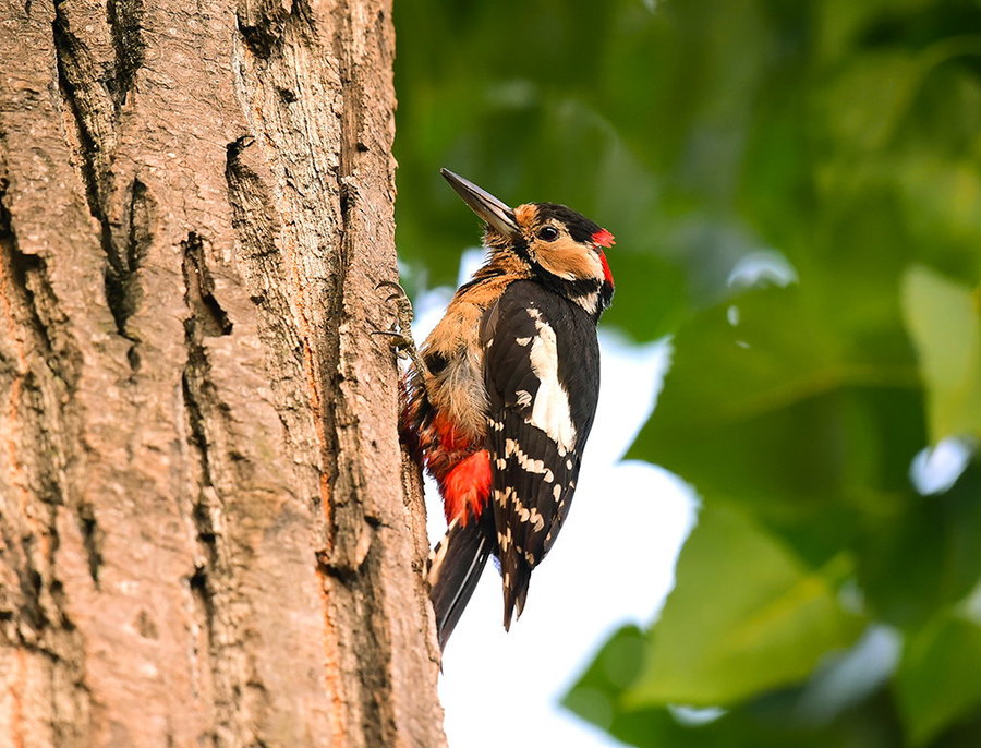 【森林医生--大斑啄木鸟摄影图片】生态摄影