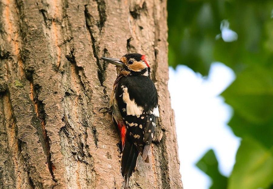 【森林医生--大斑啄木鸟摄影图片】生态摄影