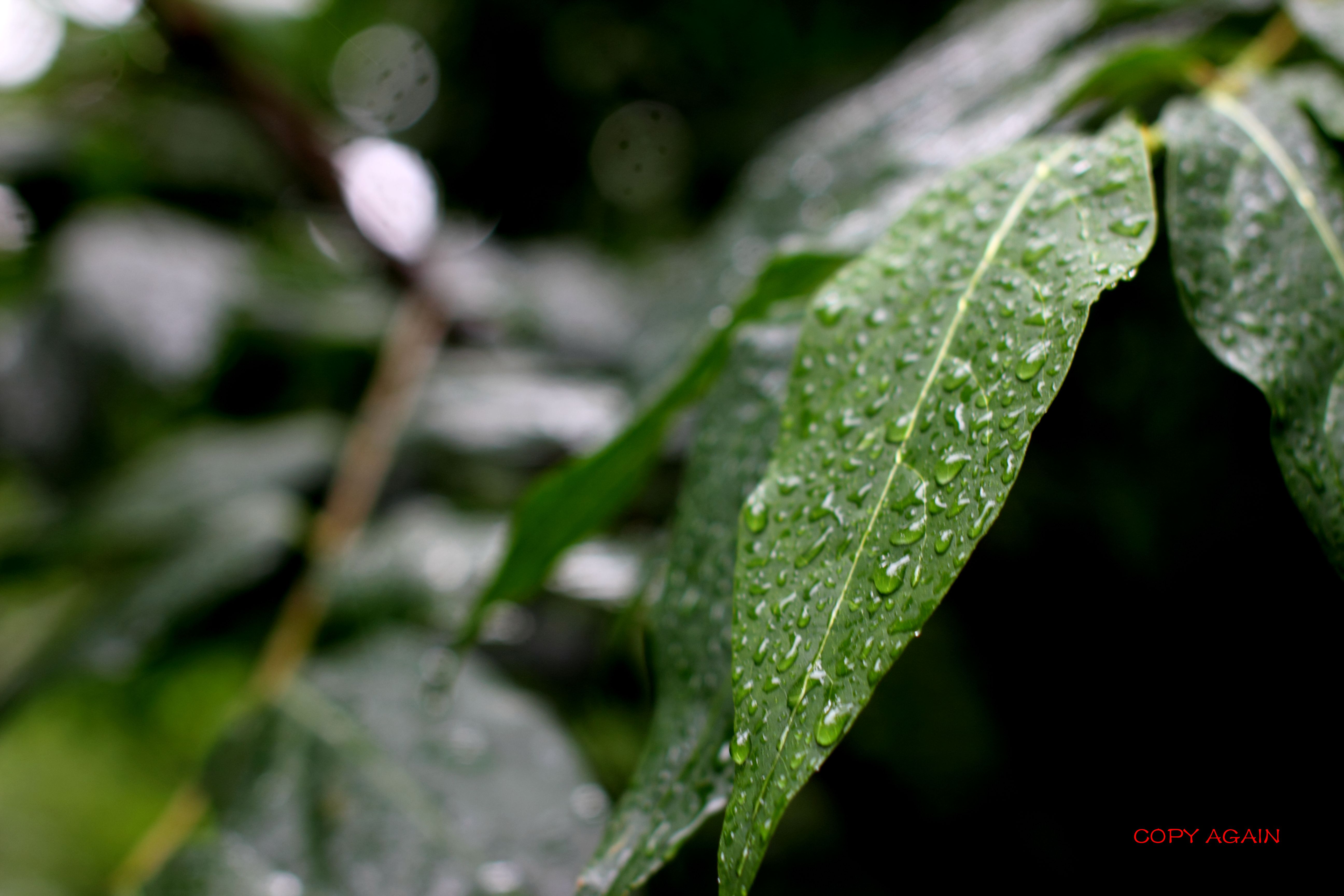 【雨天随拍摄影图片】生活摄影_qz32143267_太平洋网