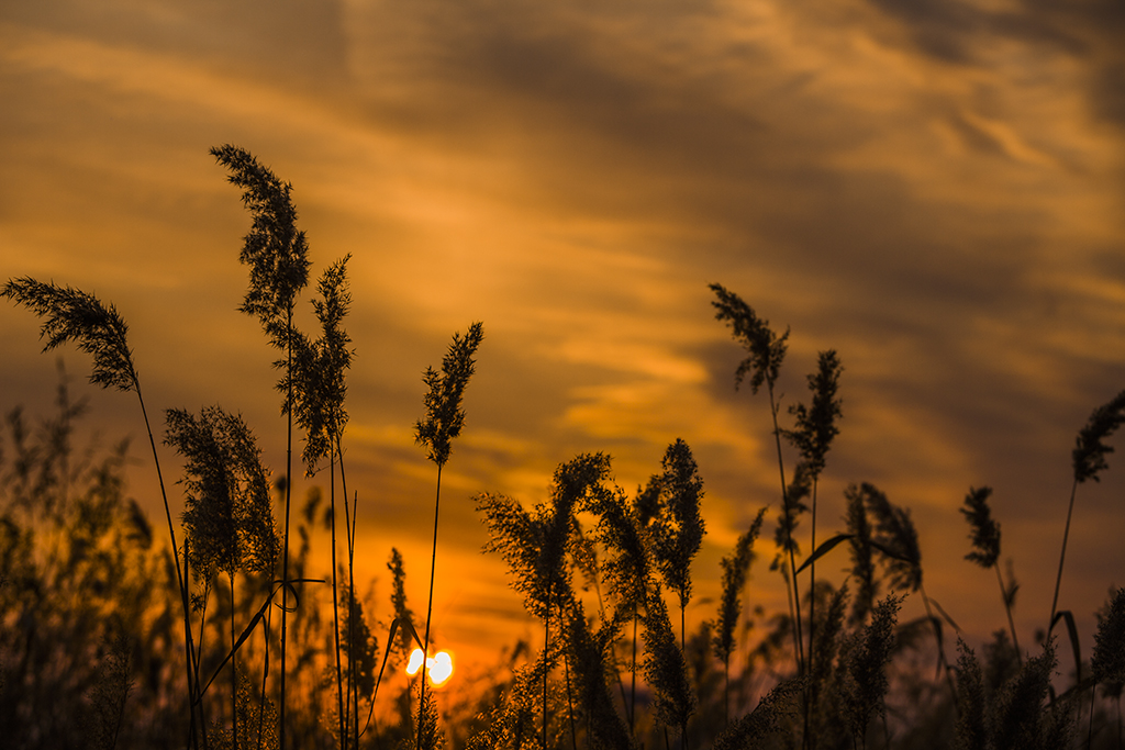 【芦苇里的夕阳摄影图片】风光摄影_布衣寒寒_太平洋