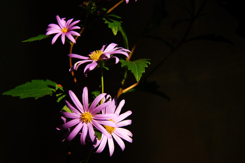 【那枝淡紫色的野菊花摄影图片】生态摄影