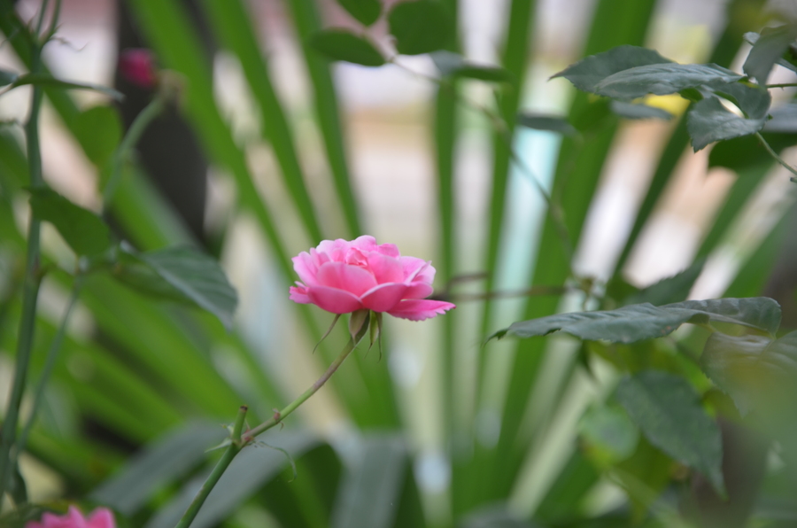 【花的魅力-购机-第一次拍摄的花朵,摄影图片】生态