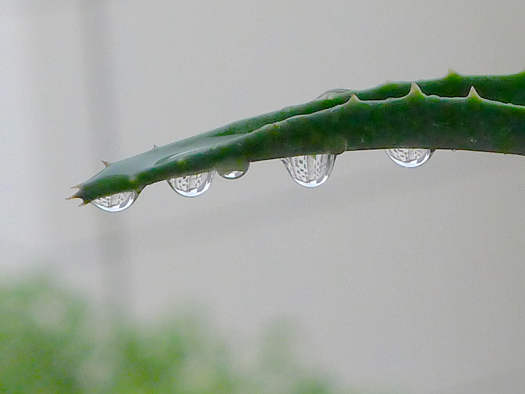 叶子上的雨珠