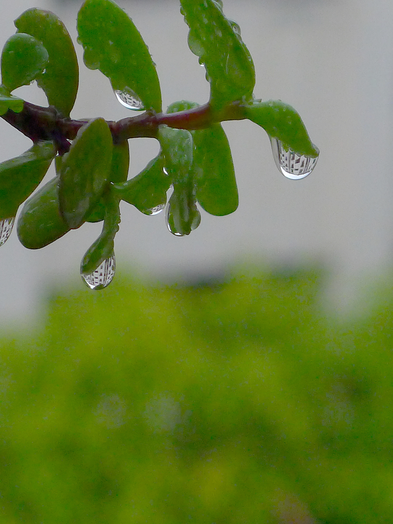 叶子上的雨珠