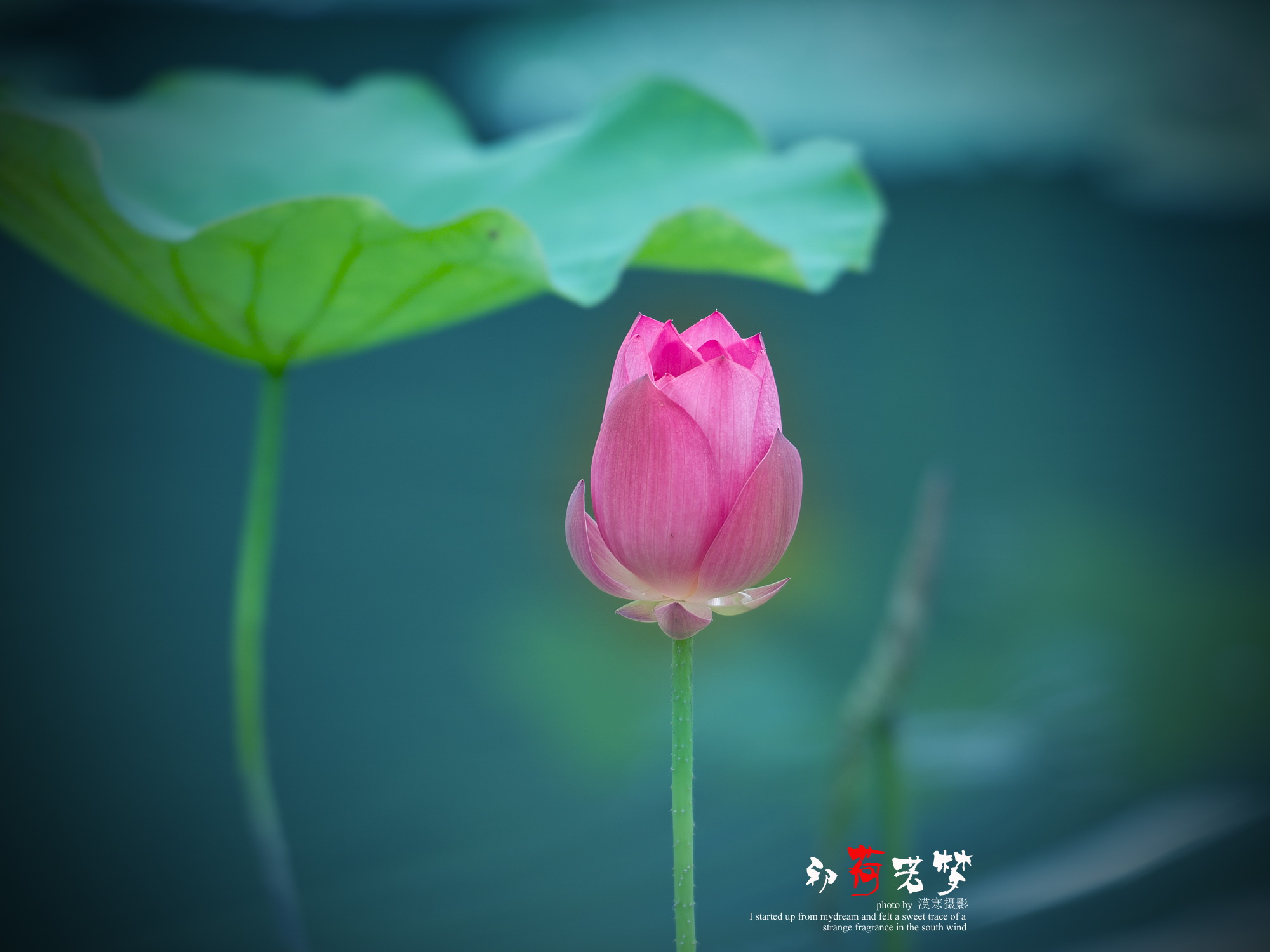 初夏的荷花