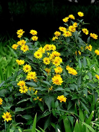 【学花卉知识,拍花卉作业 5 】--金光菊--_长焦