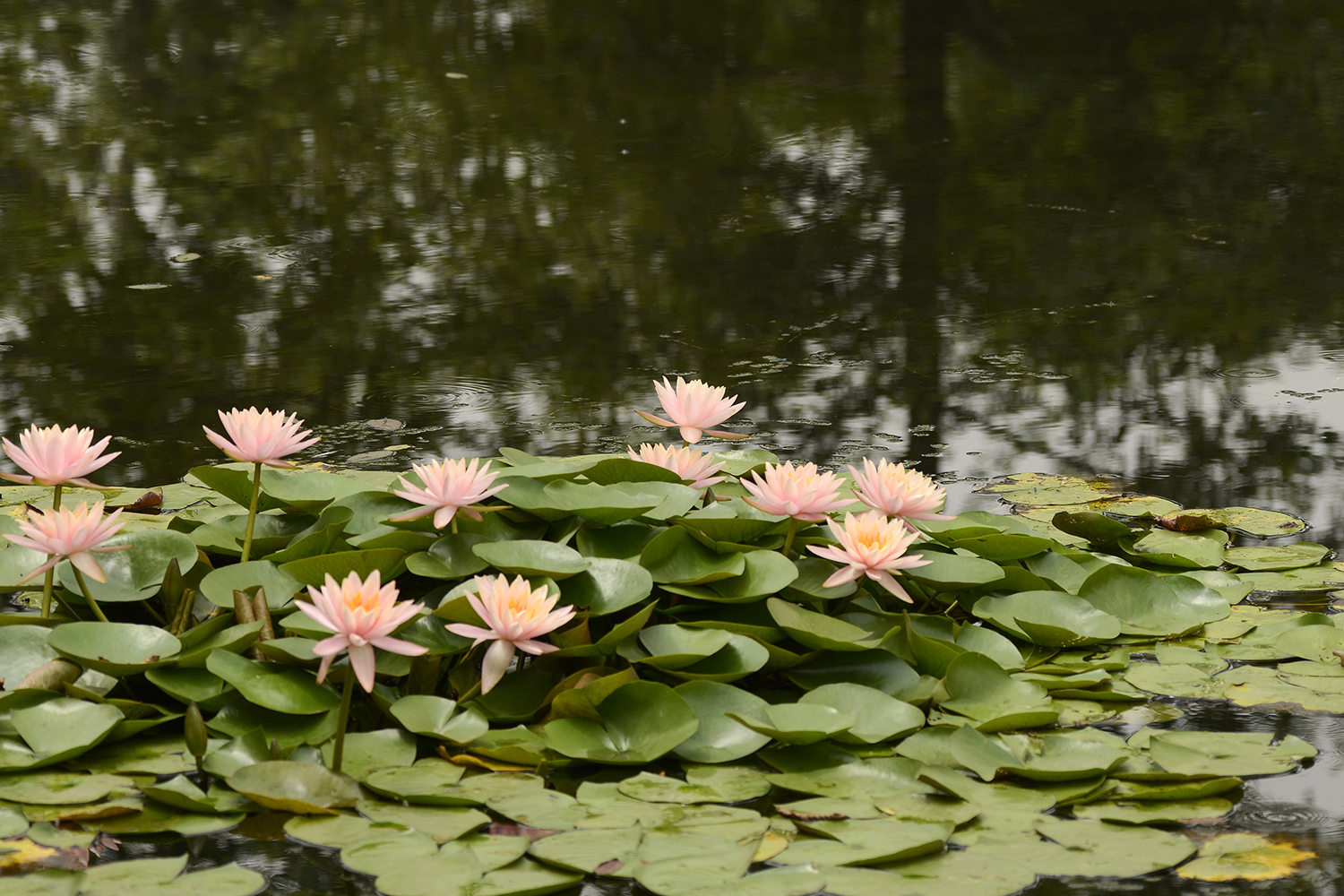 莲花池.静悄悄